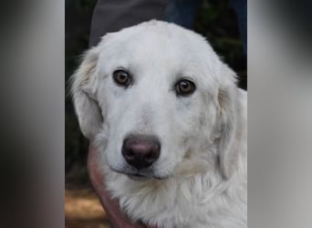 Sylvain - So jung und so chancenlos ...