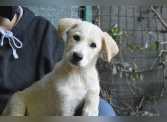 Admeto - Nur ein Wunsch: endlich nach Hause!