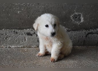 Cilwen - SOS - Weiß jemand, was aufpassen eigentlich heißt ?