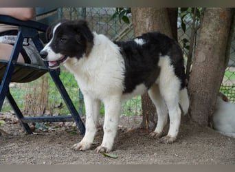 Uriel -  Zeigst du mir den Weg?