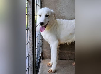 Habriel - weiß, es wird einmal ein Wunder gescheh'n