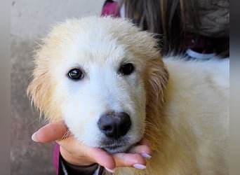 Cairox - SOS - Weiß jemand, was aufpassen eigentlich heißt?