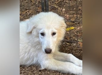 Cedro - Verständnis, Liebe & Geduld!