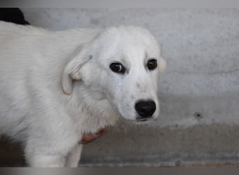 Ryther - Für diese traurige Geschicht...