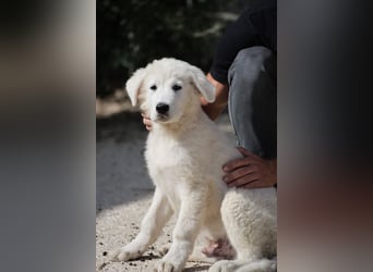 Fiete - der vergessene Hundejunge