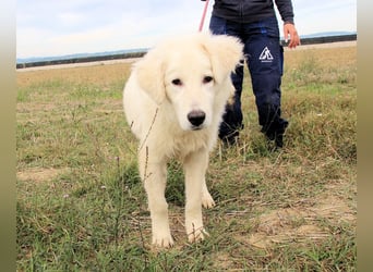 Garth - Kannst du machen, dass es nicht so lange dauert?