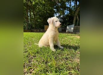 Boss - So viel Abenteuerliches...