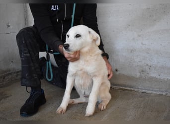 Ryther - Für diese traurige Geschicht...