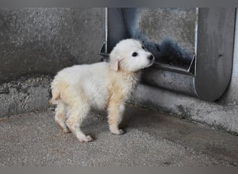 Cilwen - Weiß jemand, was aufpassen eigentlich heißt ?