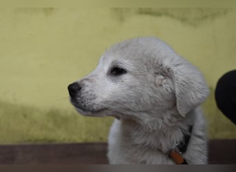 Harlan - Aus Welpenpfoten wurden große Schritte