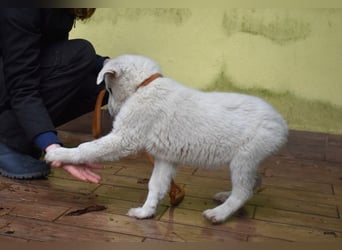 Hectorin - So kleine Herzen...