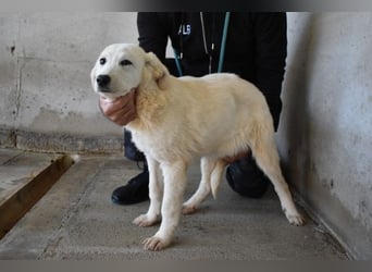 Ryther - Für diese traurige Geschicht...