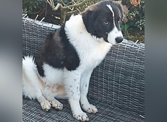 Uriel -  Zeigst du mir den Weg?