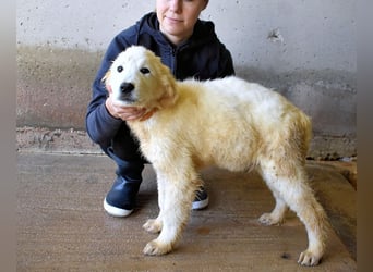 Clyro - SOS - Weiß jemand, was aufpassen eigentlich heißt ?