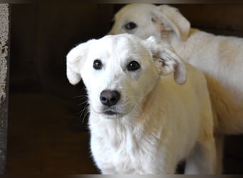 Roderico - Für diese traurige Geschicht...