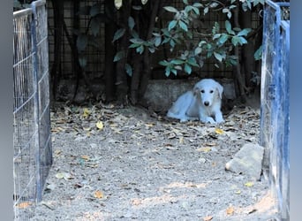 Cedro - Verständnis, Liebe & Geduld!