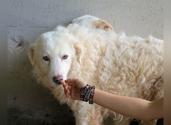 Volturno - Alles was es braucht, ist eine Chance