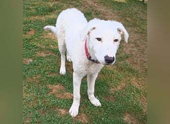 Bullo - Jede Menge tolle Dinge....