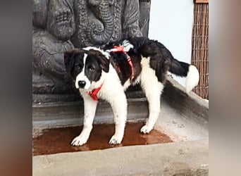 Uriel -  Zeigst du mir den Weg?