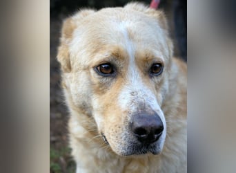 Admeto - Nur ein Wunsch: endlich nach Hause!