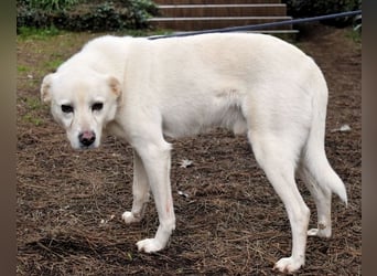 Talete - das Stehaufmännchen