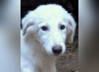 Calendula - Was noch nicht ist, kann immer noch werden!