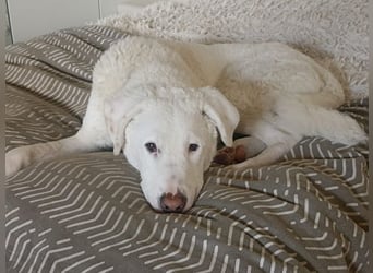 Boss - So viel Abenteuerliches...