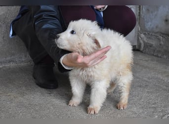 Clyro - SOS - Weiß jemand, was aufpassen eigentlich heißt ?