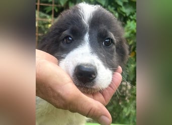 Uriel -  Zeigst du mir den Weg?