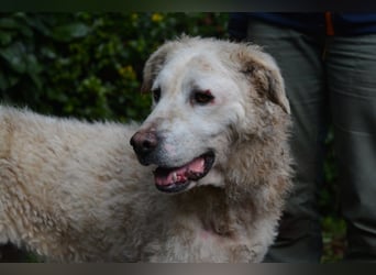 Generosa - Ein Adler bleibt ein Adler...