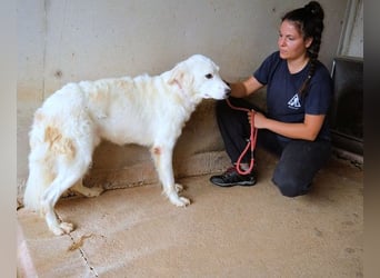 Habriel - weiß, es wird einmal ein Wunder gescheh'n