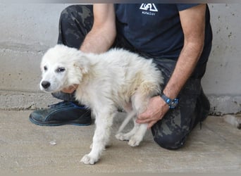 Garth - Kannst du machen, dass es nicht so lange dauert?