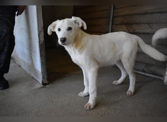 Roderico - Für diese traurige Geschicht...