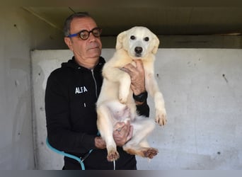 Roderico - Für diese traurige Geschicht...