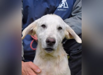 Hectorin - So kleine Herzen...