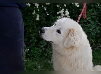 Garth - Kannst du machen, dass es nicht so lange dauert?
