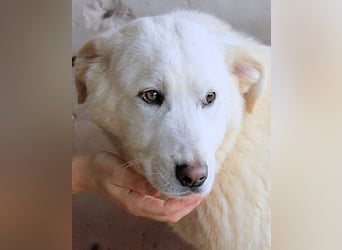 Roderico - Für diese traurige Geschicht...