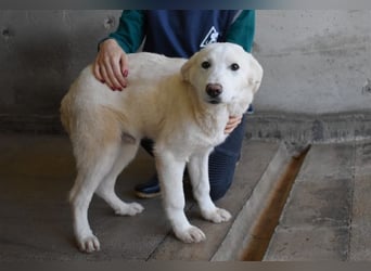 Rionel - Für diese traurige Geschicht...