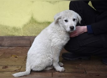 Harlan - So kleine Herzen...