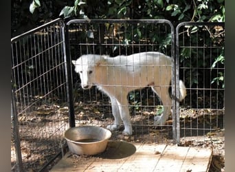 Cedro - Verständnis, Liebe & Geduld!