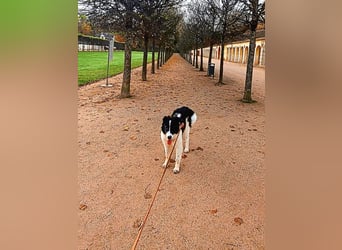 Uriel -  Zeigst du mir den Weg?