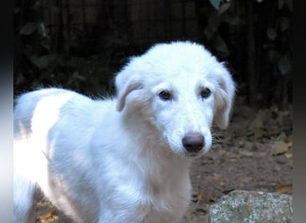 Calendula - Was noch nicht ist, kann immer noch werden!