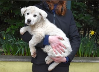 Harlan - So kleine Herzen...