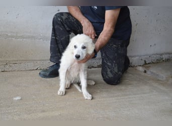 Garth - Kannst du machen, dass es nicht so lange dauert?