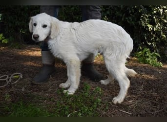 Syrio - So jung und so chancenlos ..