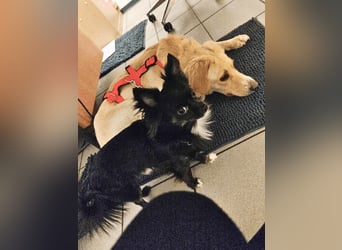 Neve - vorsichtig, anhänglich und bereit zu vertrauen