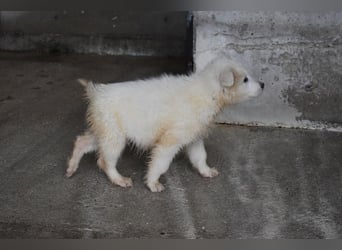 Cairox - SOS - Weiß jemand, was aufpassen eigentlich heißt?