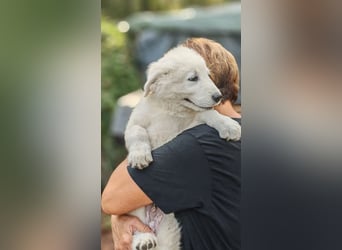 Fiete - der vergessene Hundejunge