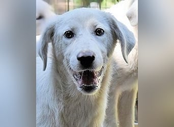 Ravelyn - Weiß, klug und wunderschön