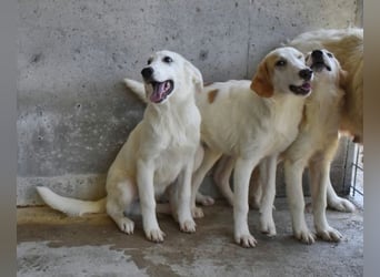 Barry - Vertrauen will gelernt sein.....